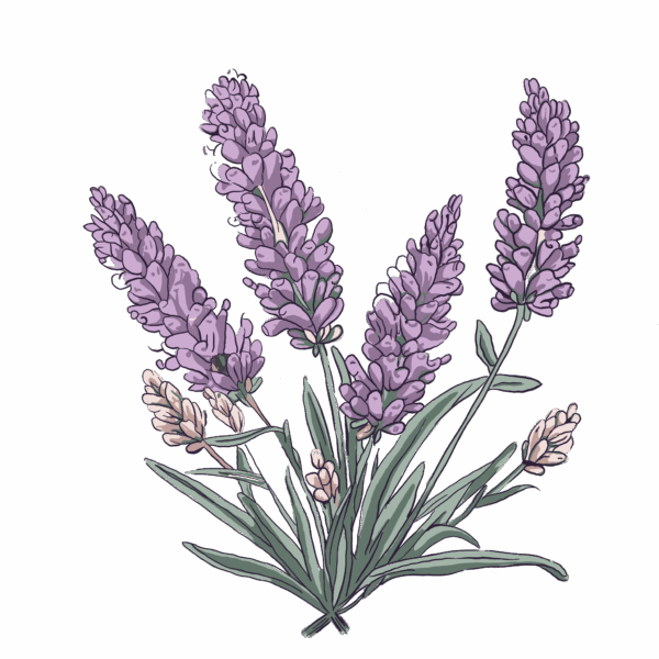 漫慢好日_薰衣草精油